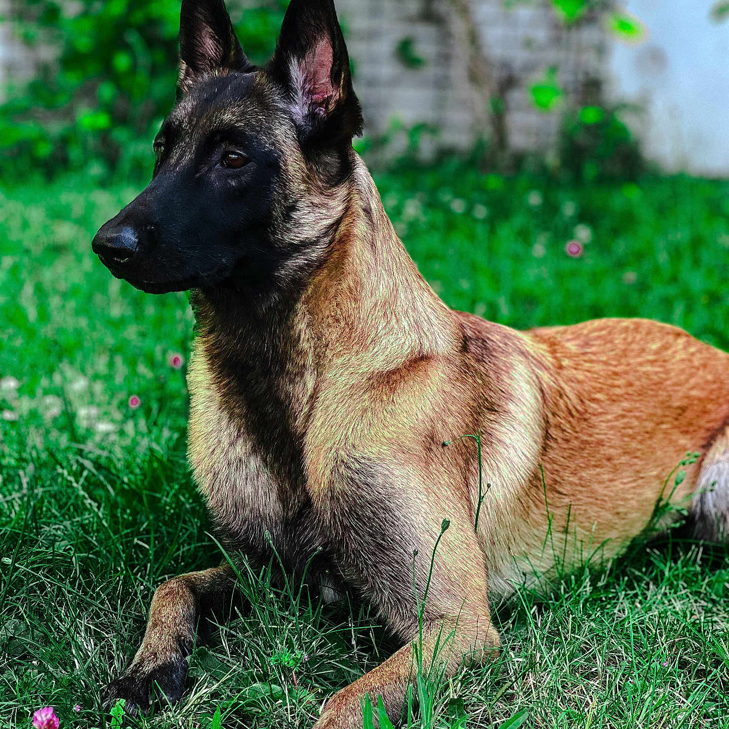 Una a rejoint le concours — aidez-le/la à gagner de superbes lots ! animal, canine, dog, germanshepherd, grass, pet, plant, policedog, puppy