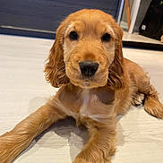 Amande a rejoint le concours — aidez-le/la à gagner de superbes lots ! animal, calm, curious, cute, dog, domestic, ears, floor, fur, golden_brown, indoor, looking_at_camera, lying_down, nose, paws, pet, portrait, puppy, whiskers, young