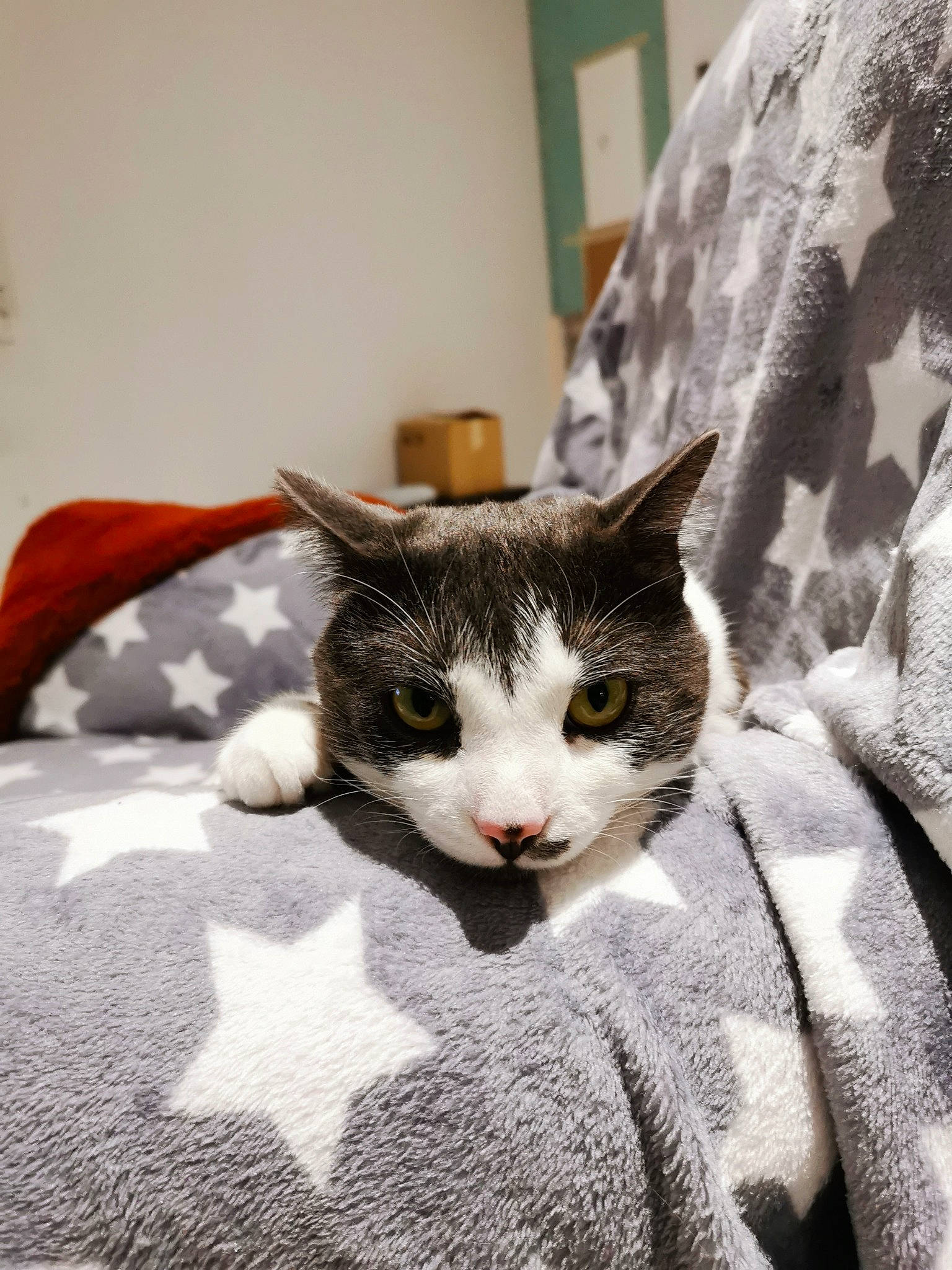 Spirou participe au concours pour gagner de l'argent avec cette photo : bedding, carnivore, cat, comfort, domestic_short_haired_cat, felidae, fur, grey, linens, paw, room, small_to_medium_sized_cats, snout, textile, whiskers