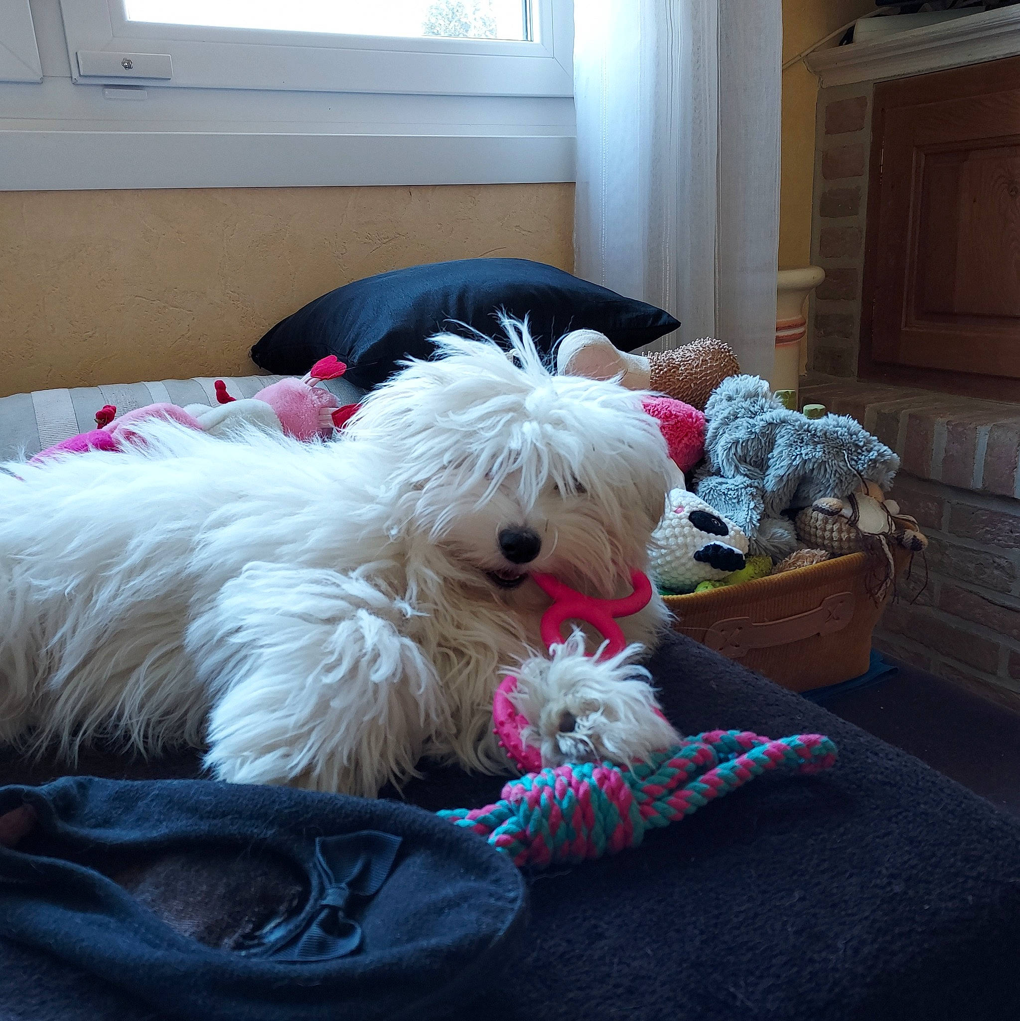 Télie participe au concours pour gagner de l'argent avec cette photo : cabinetry, canidae, carnivore, comfort, companion_dog, couch, dog, dog_breed, dog_supply, door, fur, maltepoo, room, small_terrier, sporting_group, terrier, throw_pillow, toy_dog, window, working_animal