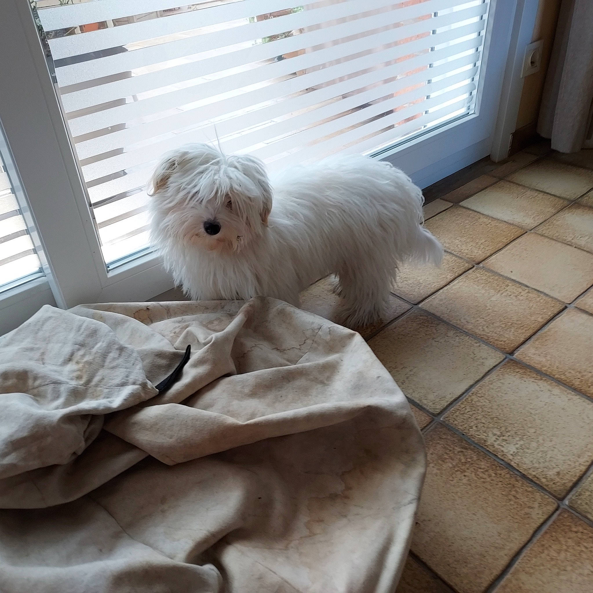 Télie a rejoint le concours — aidez-le/la à gagner de superbes lots ! bedding, carnivore, comfort, companion_dog, dog, dog_breed, dog_supply, duvet, flooring, fur, hardwood, linens, tail, terrier, toy_dog, window, window_blind, window_treatment, wood, working_animal