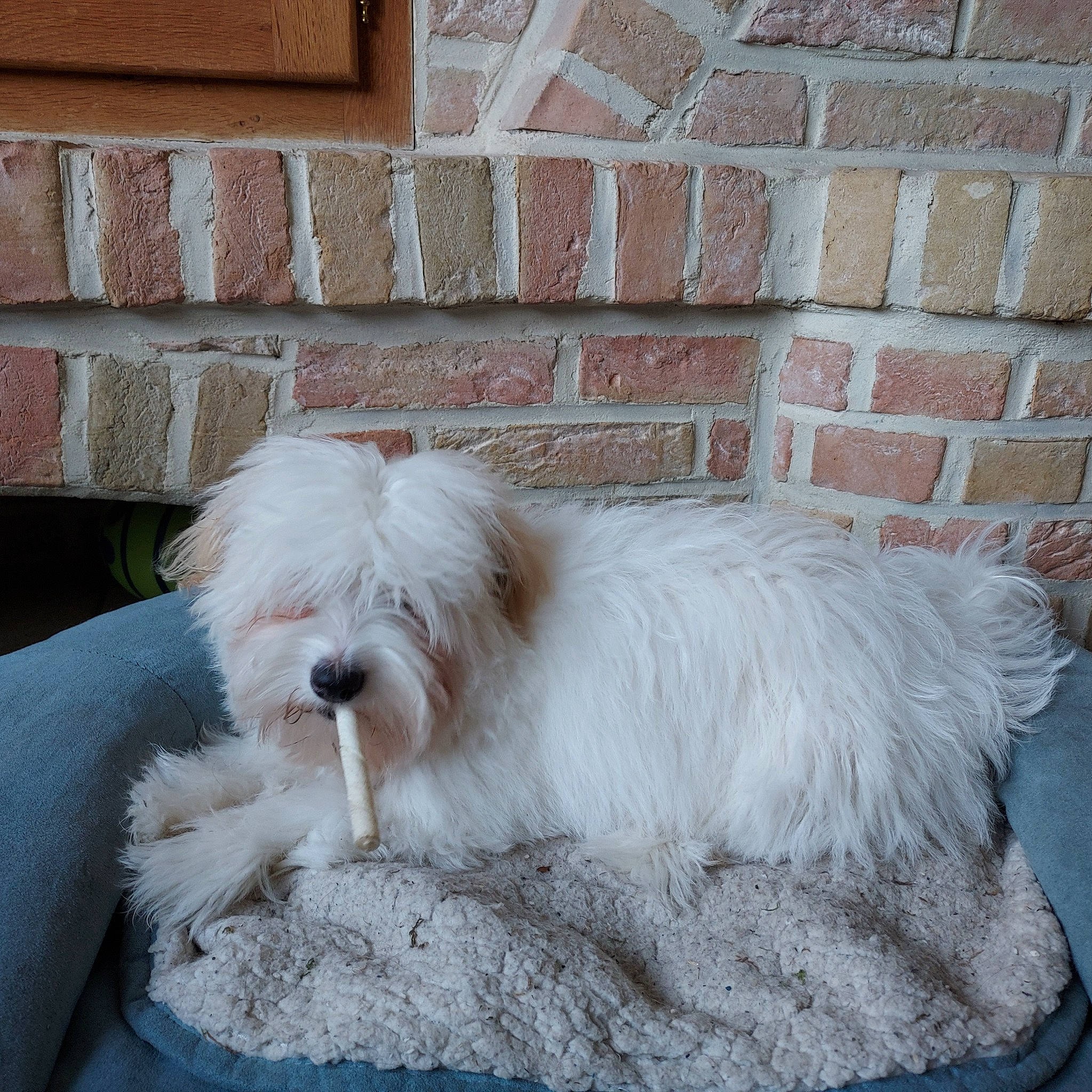 Télie a rejoint le concours — aidez-le/la à gagner de superbes lots ! brick, brickwork, canidae, carnivore, comfort, companion_dog, dog, dog_breed, dog_supply, felidae, fur, giant_dog_breed, liver, nap, small_terrier, sporting_group, tail, terrier, toy_dog, working_animal