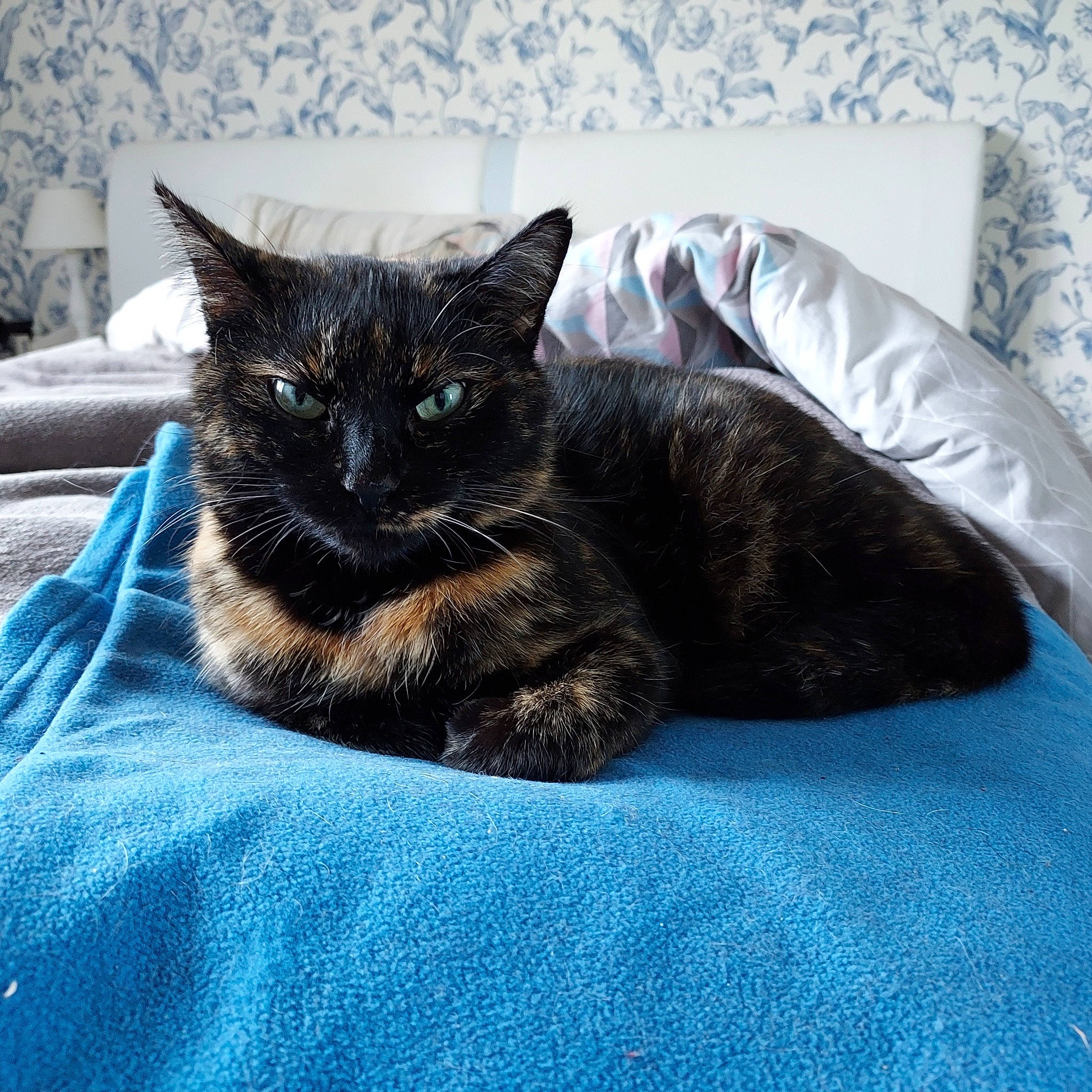 Maya a rejoint le concours — aidez-le/la à gagner de superbes lots ! bed, bedding, black_cat, bombay, carnivore, cat, cat_supply, claw, comfort, domestic_short_haired_cat, electric_blue, felidae, fur, grey, linens, paw, small_to_medium_sized_cats, snout, tail, whiskers