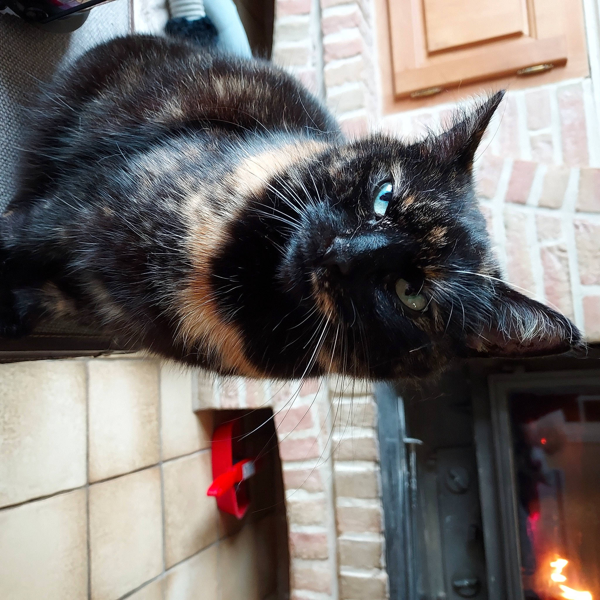 Maya participe au concours pour gagner de l'argent avec cette photo : black_cat, carnivore, cat, claw, comfort, domestic_short_haired_cat, ear, felidae, flooring, fur, human_leg, metal, nap, paw, sitting, small_to_medium_sized_cats, snout, tail, whiskers, window