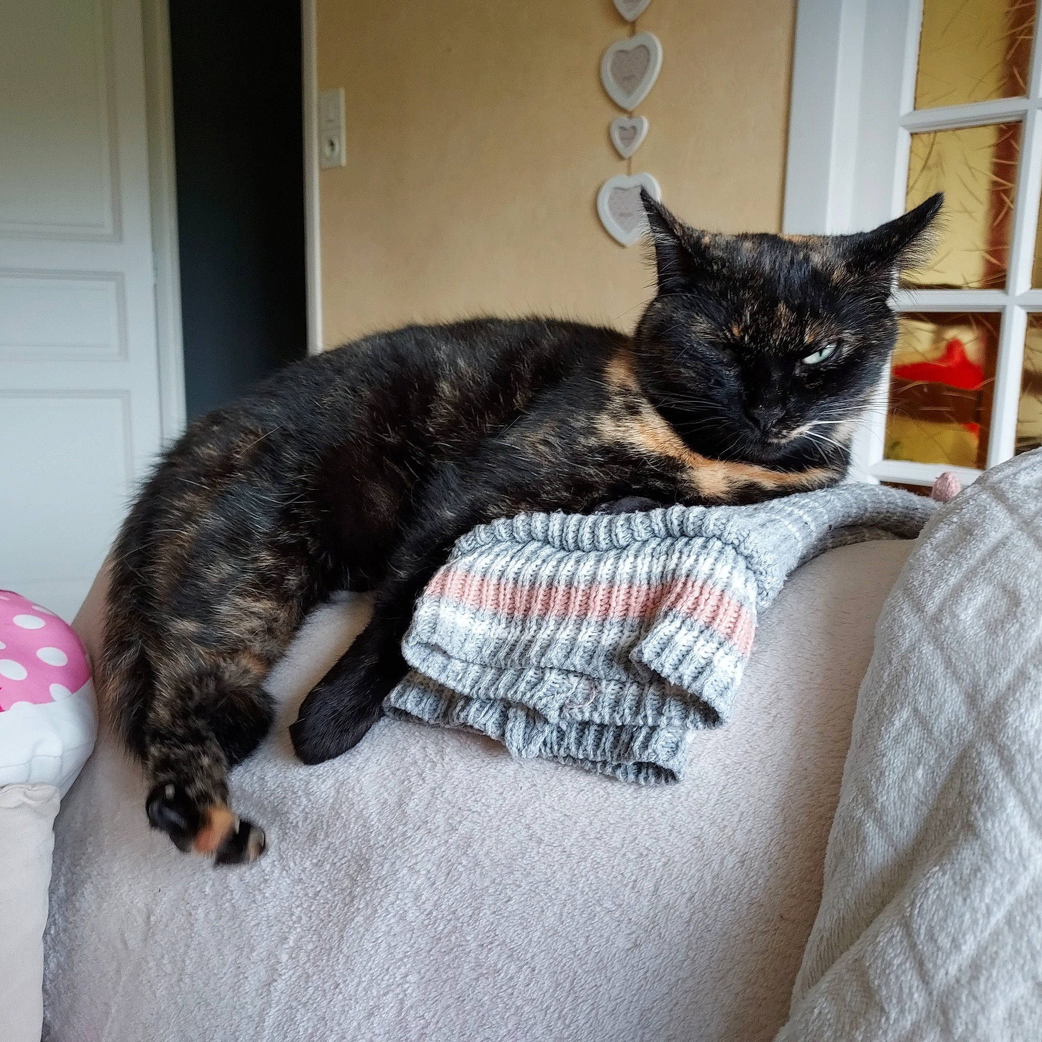 Maya a rejoint le concours — aidez-le/la à gagner de superbes lots ! bed, black_cat, bombay, carnivore, cat, cat_supply, claw, comfort, domestic_short_haired_cat, door, felidae, fur, grey, mammal, pet_supply, small_to_medium_sized_cats, snout, tail, terrestrial_animal, whiskers