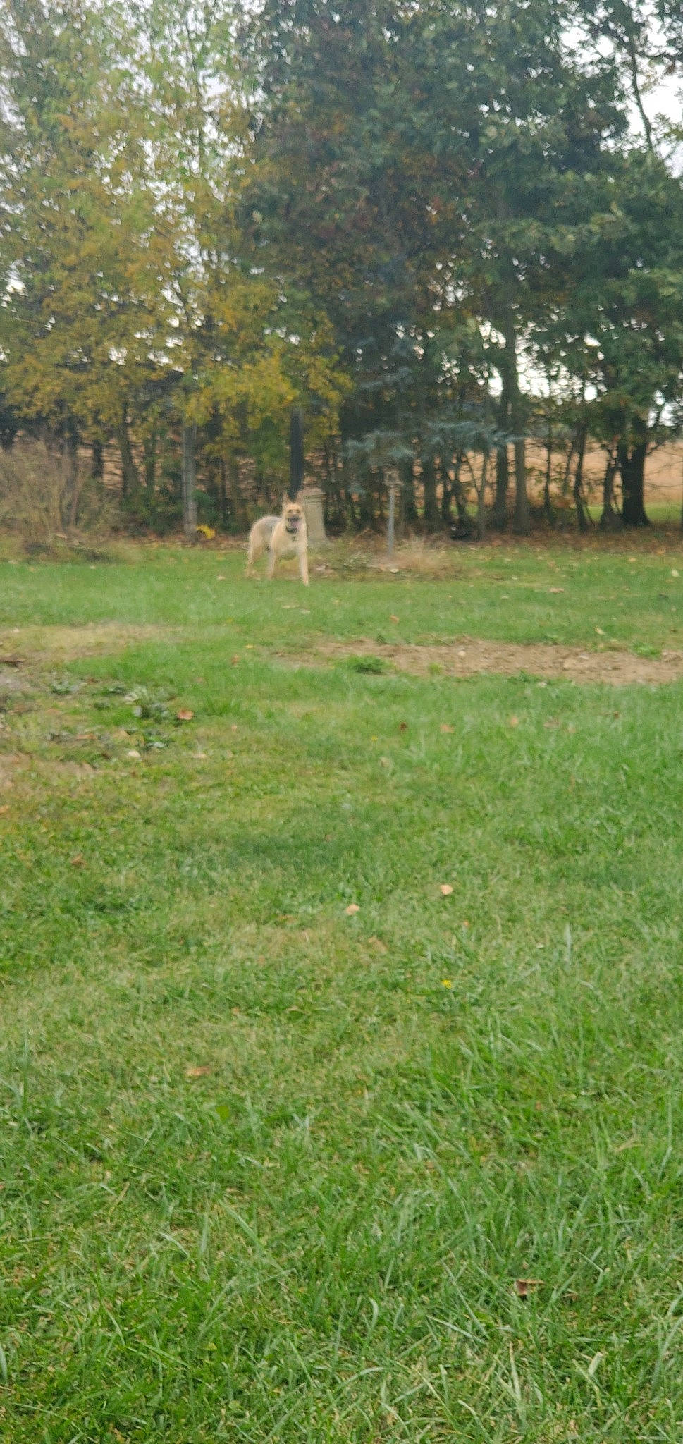 Elizabeth is registered to the contest to win money with this photo: fawn, grass, grass_family, grassland, grazing, groundcover, land_lot, landscape, lawn, meadow, natural_landscape, plain, plant, prairie, shrub, tail, terrestrial_animal, tree, trunk, woodland