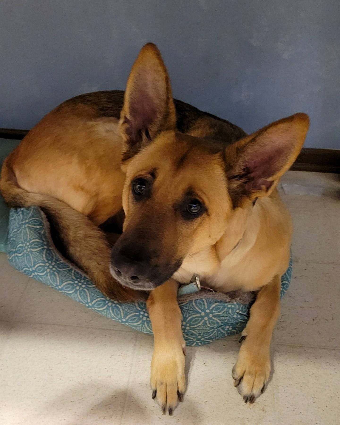 Elizabeth joined the competition — help win amazing prizes! ancient_dog_breeds, canidae, carnivore, comfort, companion_dog, dog, dog_breed, dog_supply, ear, fawn, fur, non_sporting_group, paw, snout, sporting_group, terrestrial_animal, toy_dog, working_animal, working_dog