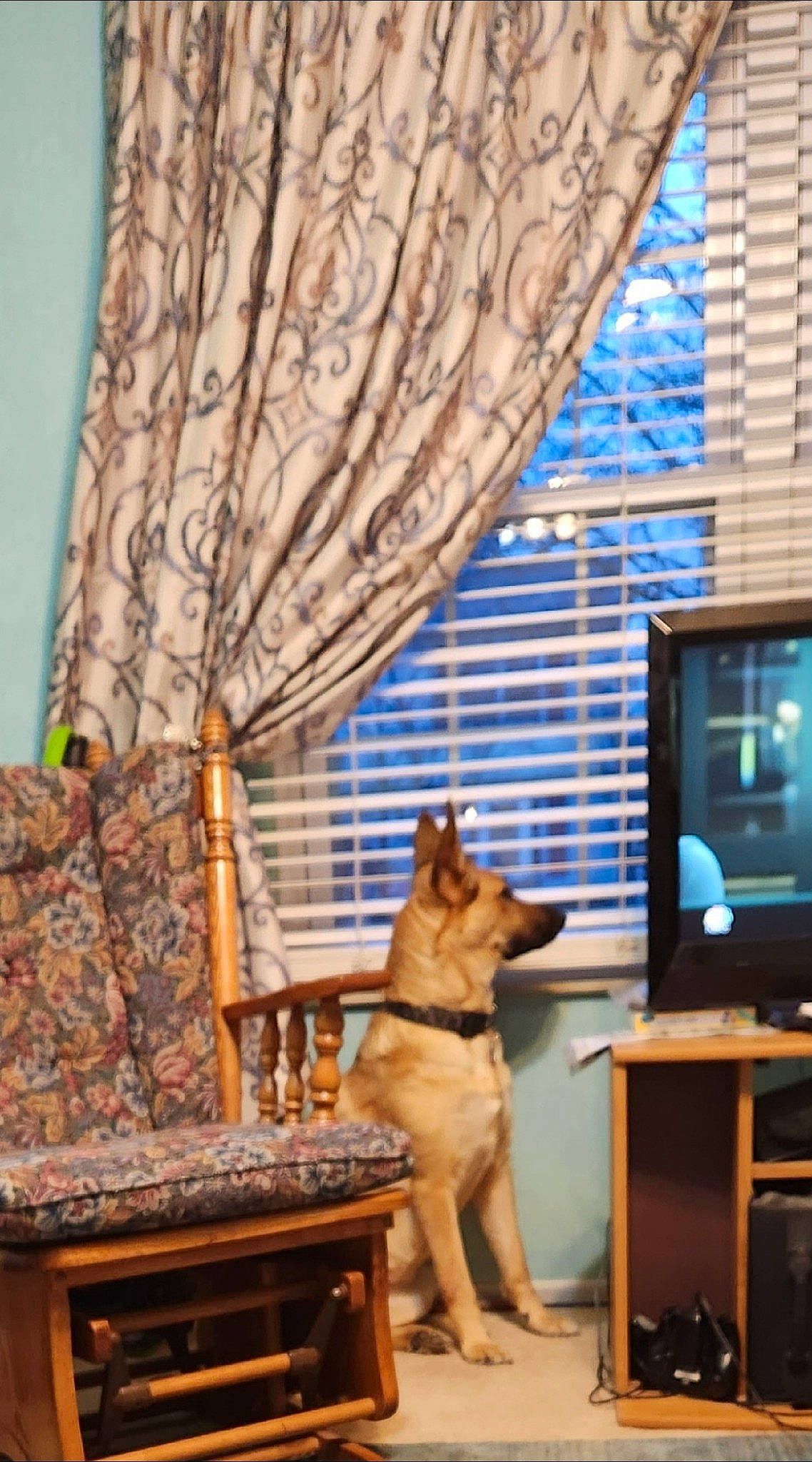 Elizabeth joined the competition — help win amazing prizes! building, carnivore, chair, companion_dog, couch, curtain, dog, dog_breed, fawn, floor, flooring, hardwood, interior_design, living_room, plant, shade, table, tints_and_shades, window, wood