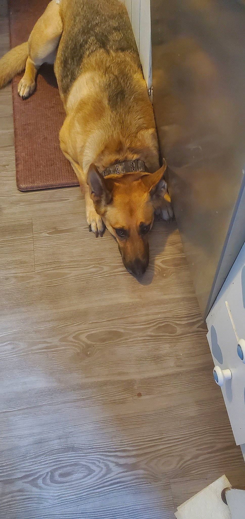 Elizabeth joined the competition — help win amazing prizes! carnivore, companion_dog, dog, dog_breed, fawn, floor, flooring, fur, hardwood, laminate_flooring, paw, plank, plywood, snout, tail, terrestrial_animal, varnish, wood, wood_flooring, wood_stain