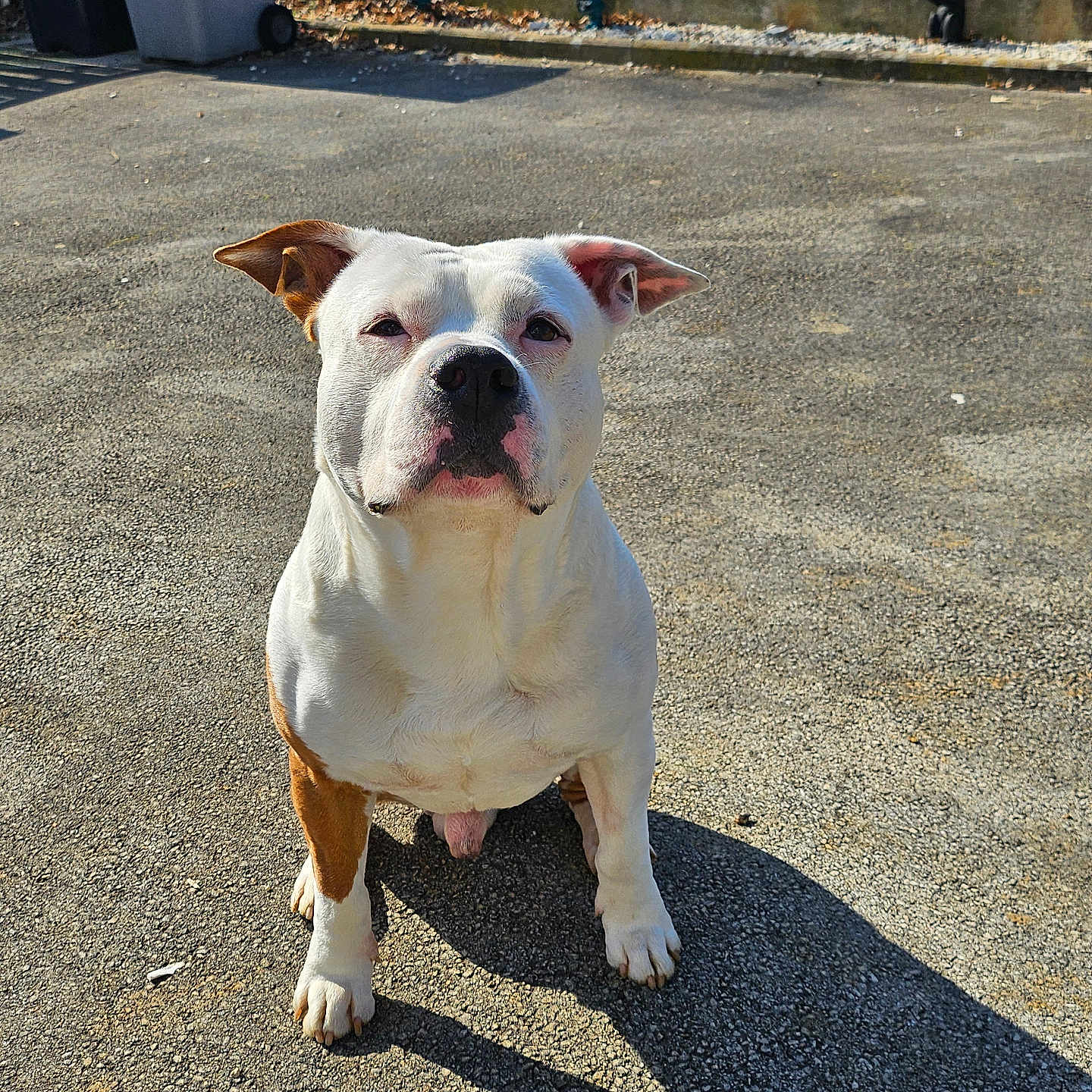 Louko