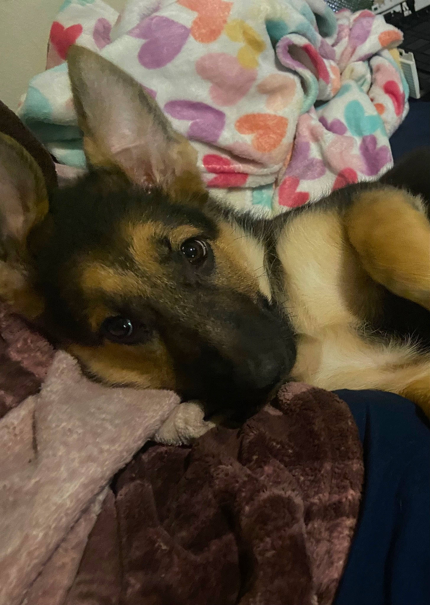 Layla joined the competition — help win amazing prizes! canidae, carnivore, comfort, companion_dog, dog, dog_breed, east_european_shepherd, fashion_accessory, fawn, felidae, fur, linens, nap, selfie, sleep, small_to_medium_sized_cats, snout, sporting_group, whiskers, working_animal