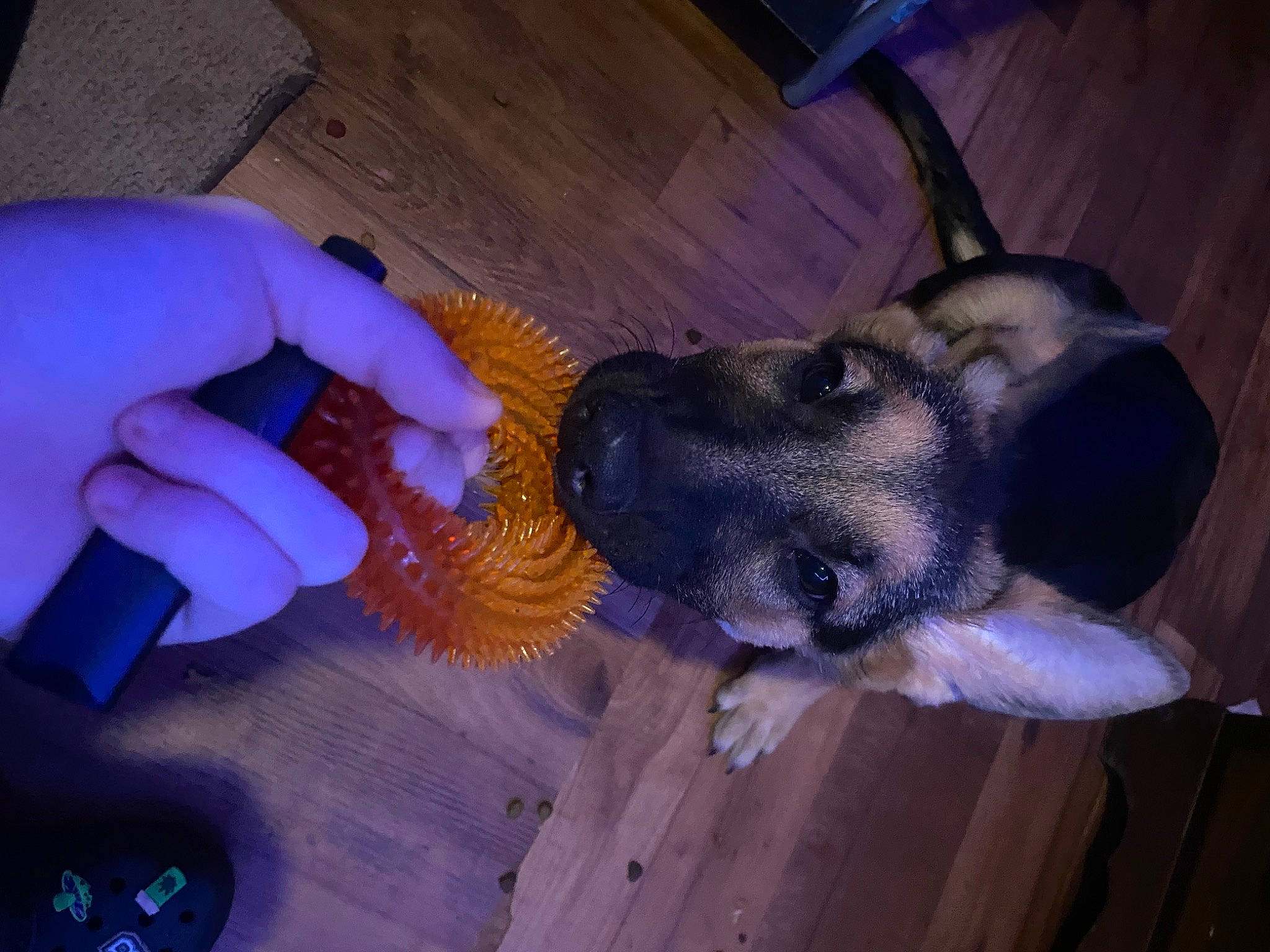 Layla joined the competition — help win amazing prizes! canidae, carnivore, companion_dog, dog, dog_breed, ear, electric_blue, fawn, fur, guard_dog, hardwood, nail, paw, tail, thumb, whiskers, wood, working_animal, working_dog, wrist