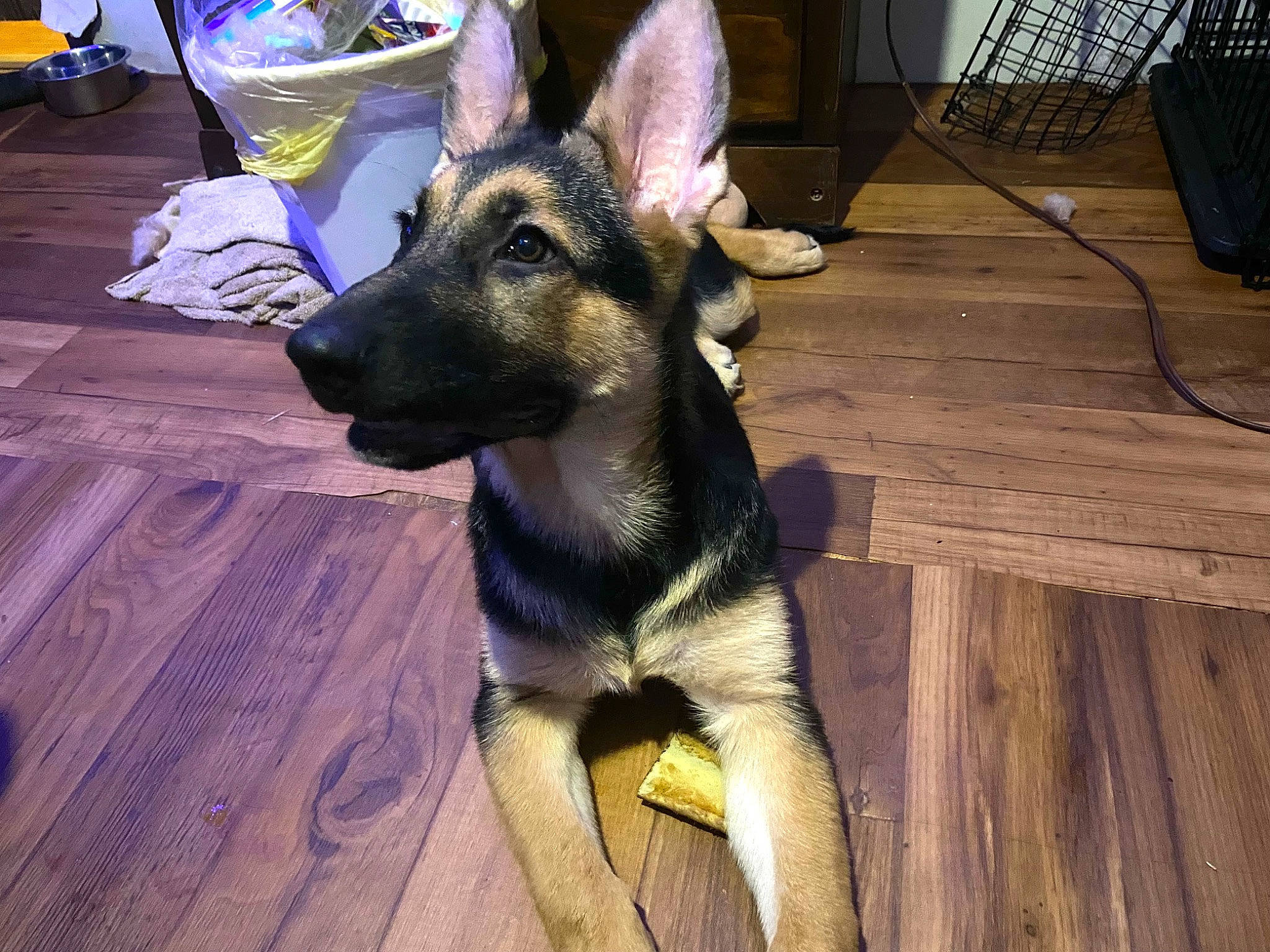 Layla joined the competition — help win amazing prizes! canidae, carnivore, companion_dog, dog, dog_breed, dog_supply, east_european_shepherd, fawn, flooring, fur, german_shepherd_dog, hardwood, herding_dog, king_shepherd, old_german_shepherd_dog, snout, sporting_group, wood, working_animal, working_dog