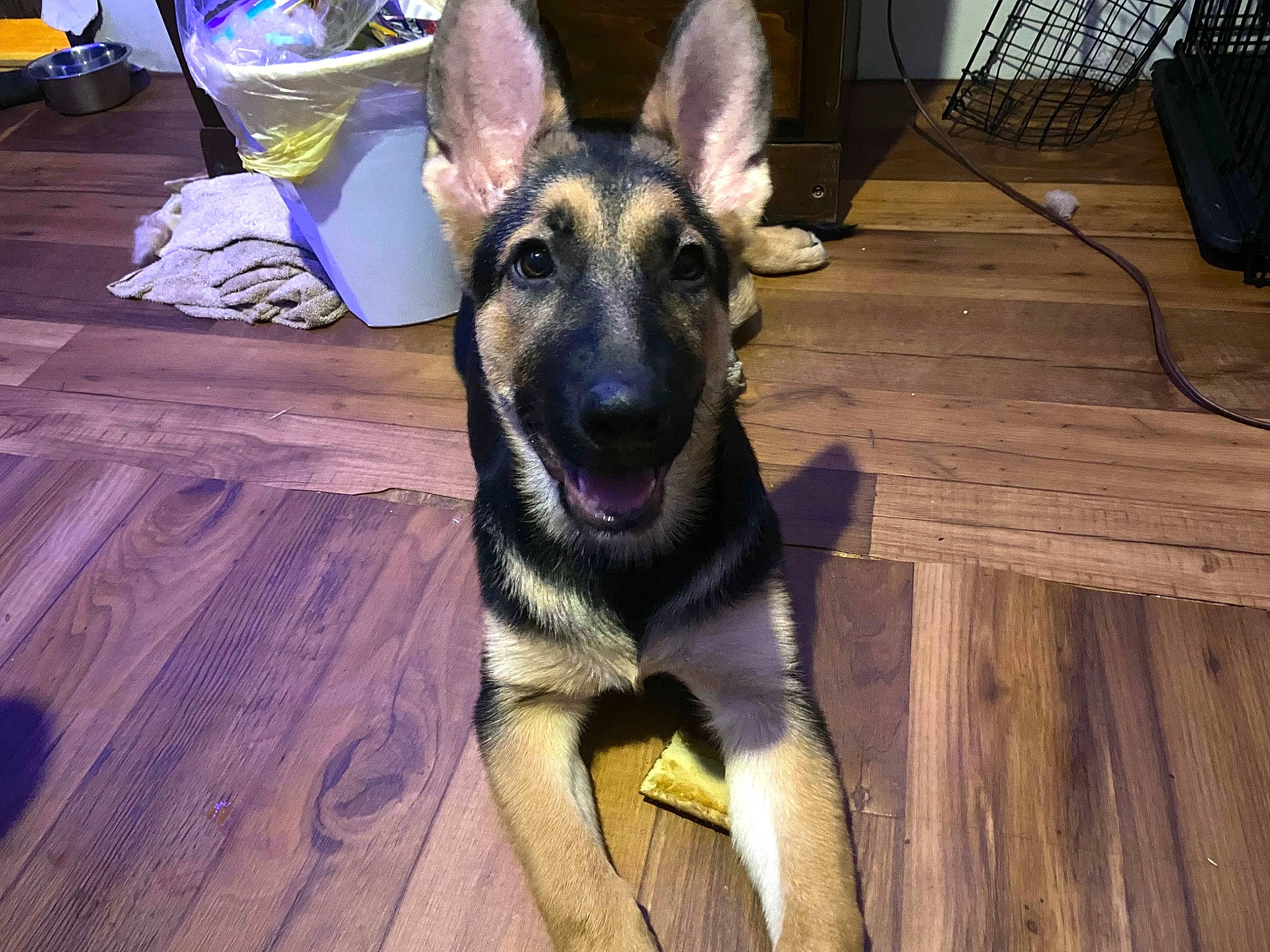 Layla joined the competition — help win amazing prizes! canidae, carnivore, companion_dog, dog, dog_breed, east_european_shepherd, fawn, fur, german_shepherd_dog, hardwood, herding_dog, king_shepherd, mechanical_fan, old_german_shepherd_dog, snout, sporting_group, terrestrial_animal, wood, working_animal, working_dog