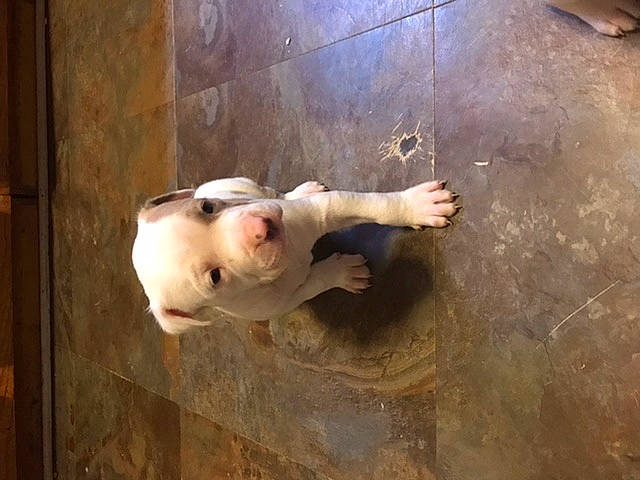 Simba is registered to the contest to win money with this photo: adventure, canidae, carnivore, child, companion_dog, concrete, dog, dog_breed, fawn, flooring, foot, fun, fur, snout, sporting_group, tail, wood