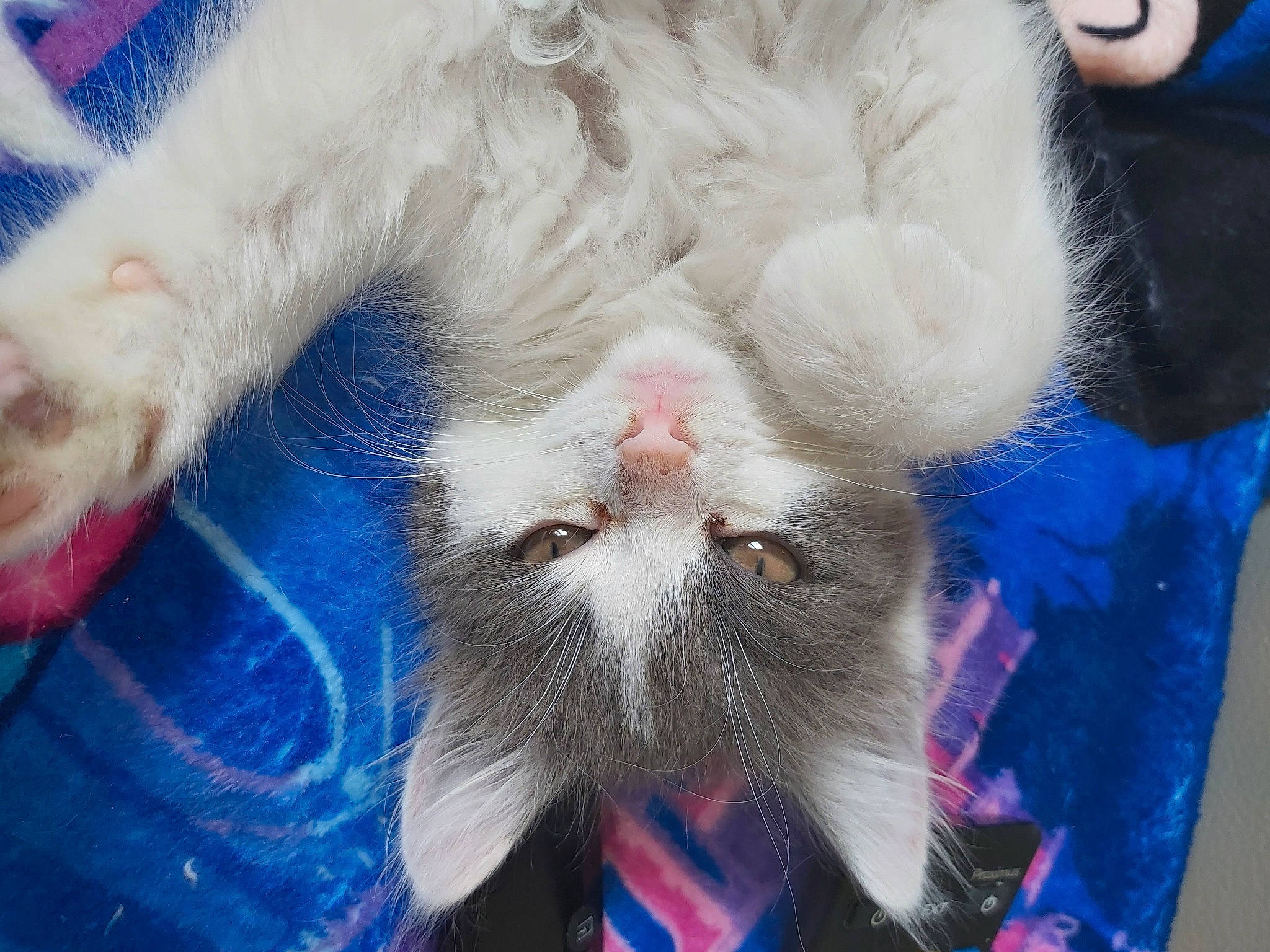 Angel participe au concours pour gagner de l'argent avec cette photo : carnivore, cat, claw, domestic_short_haired_cat, electric_blue, eye, felidae, flower, fur, hair, head, iris, nose, paw, plant, small_to_medium_sized_cats, snout, tail, terrestrial_animal, whiskers