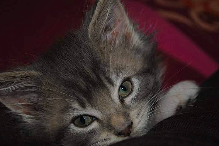 Anais a rejoint le concours — aidez-le/la à gagner de superbes lots ! carnivore, cat, darkness, domestic_short_haired_cat, ear, felidae, fur, grey, paw, small_to_medium_sized_cats, snout, whiskers