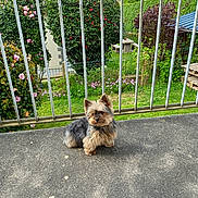 Gaston a rejoint le concours — aidez-le/la à gagner de superbes lots ! dog, small_dog, balcony, concrete_floor, metal_railings, garden, greenery, flowers, bushes, outdoor, daylight, pet, cute, fur, sitting, nature, house, yard, plants, calm