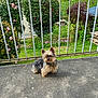 dog, small_dog, balcony, concrete_floor, metal_railings, garden, greenery, flowers, bushes, outdoor, daylight, pet, cute, fur, sitting, nature, house, yard, plants, calm