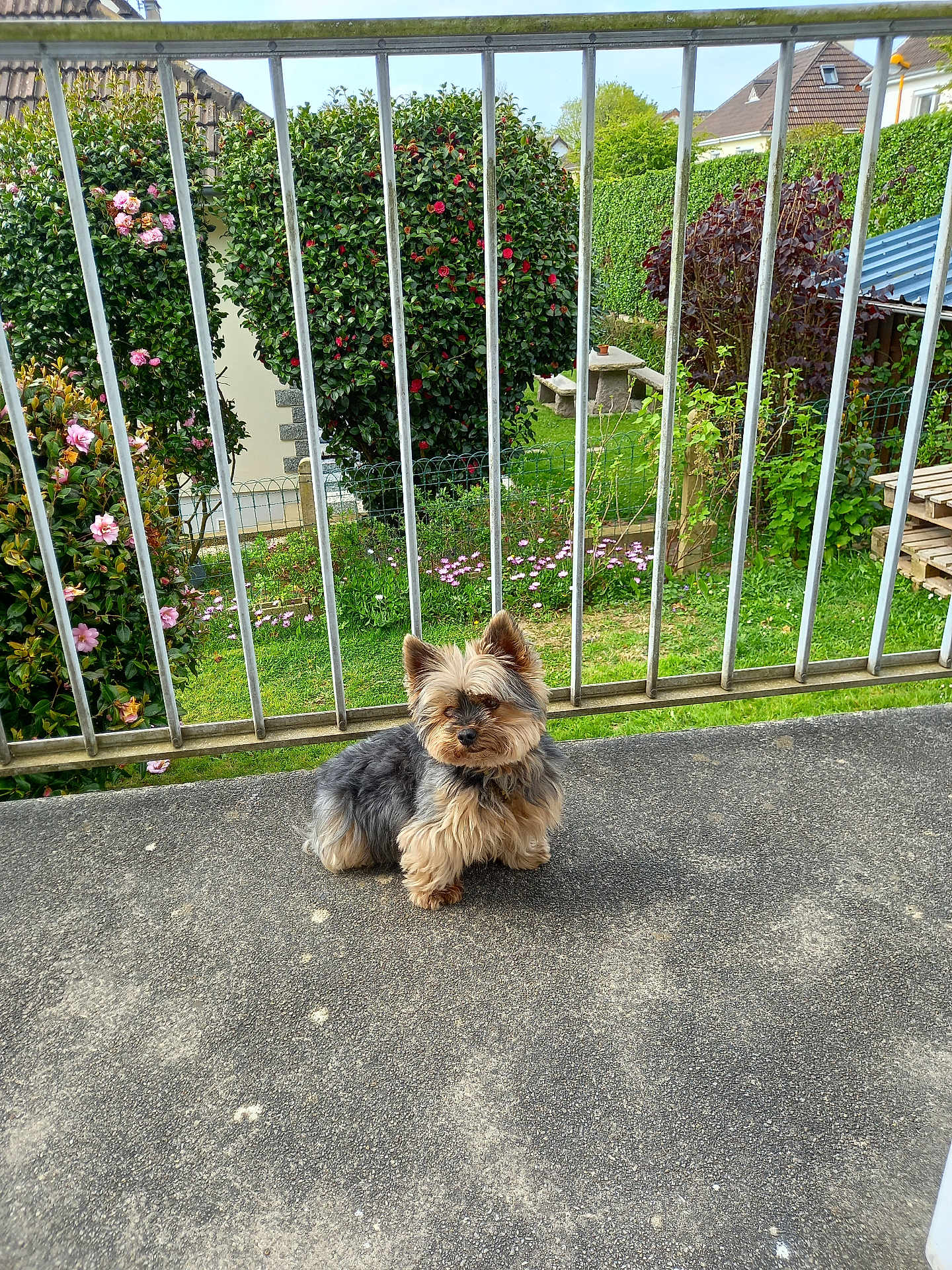 Gaston a rejoint le concours — aidez-le/la à gagner de superbes lots ! dog, small_dog, balcony, concrete_floor, metal_railings, garden, greenery, flowers, bushes, outdoor, daylight, pet, cute, fur, sitting, nature, house, yard, plants, calm
