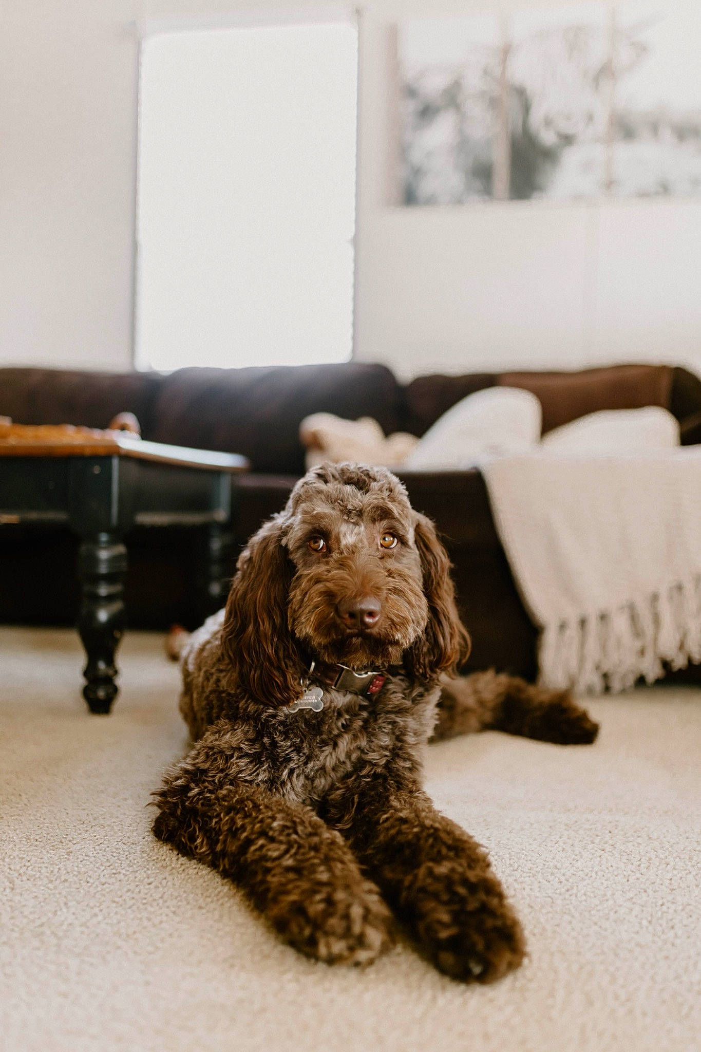 Indie joined the competition — help win amazing prizes! canidae, carnivore, comfort, companion_dog, couch, dog, dog_breed, flooring, fur, liver, living_room, room, snout, sporting_group, studio_couch, terrestrial_animal, toy, water_dog, wood, working_animal