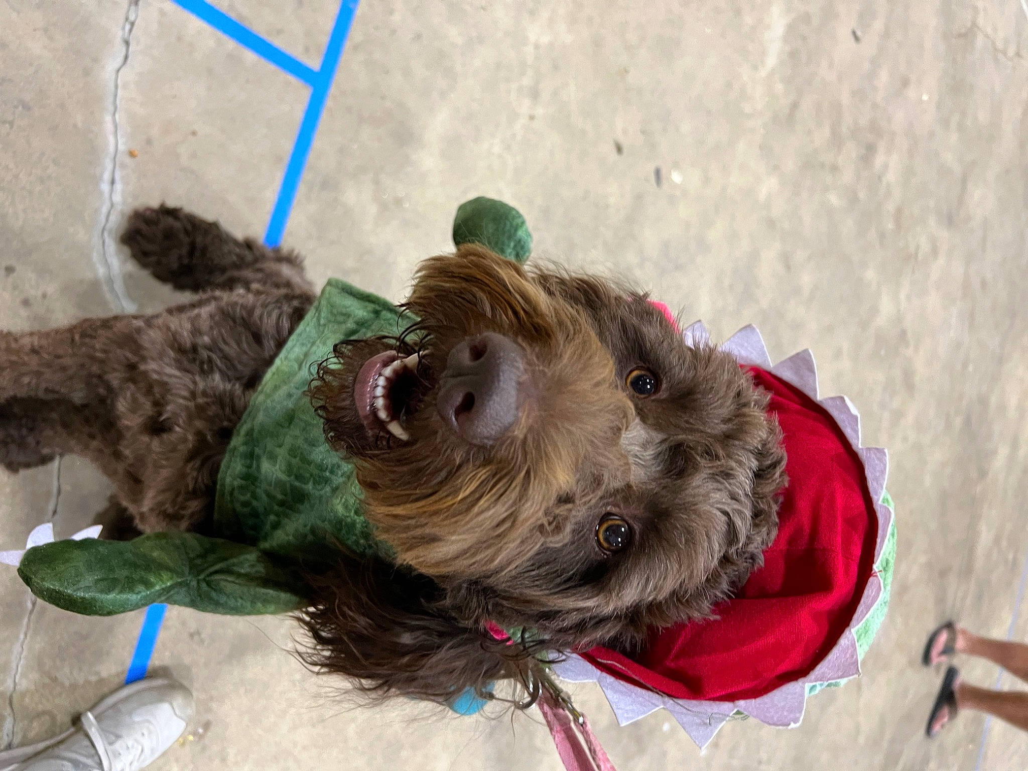 Indie is registered to the contest to win money with this photo: carnivore, collar, companion_dog, dog, dog_breed, dog_collar, dog_supply, fur, leash, liver, natural_material, pet_supply, schnauzer, small_terrier, snout, sporting_group, standard_schnauzer, tail, terrier, working_animal