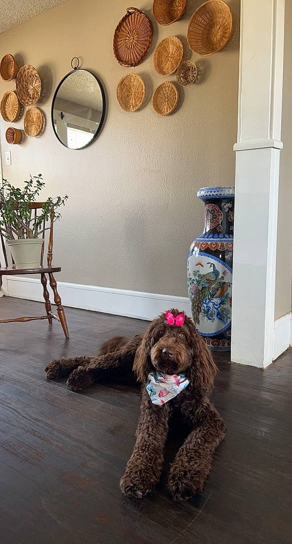 Indie is registered to the contest to win money with this photo: carnivore, chair, companion_dog, dishware, dog, dog_breed, flooring, hardwood, interior_design, liver, picture_frame, plant, plate, platter, serveware, table, tableware, twig, water_dog, wood