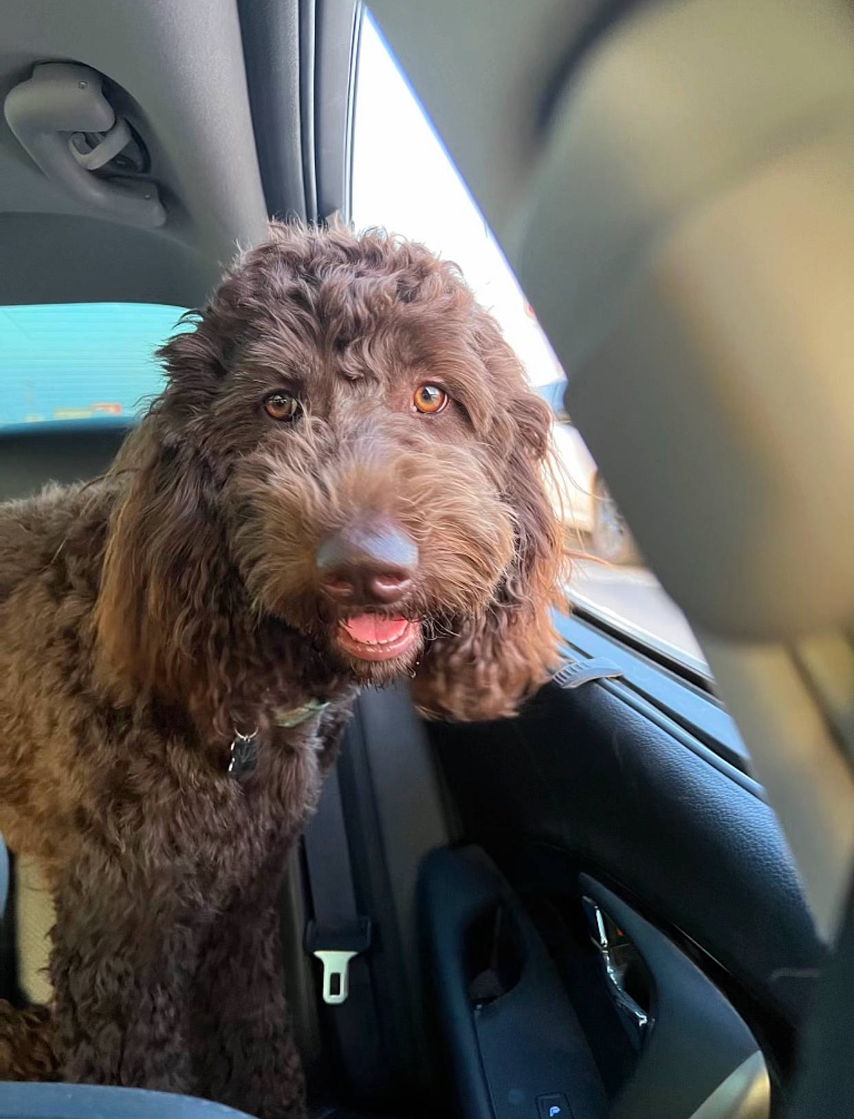 Indie is registered to the contest to win money with this photo: auto_part, canidae, car, car_seat, car_seat_cover, carnivore, companion_dog, dog, dog_breed, dog_collar, family_car, fur, liver, motor_vehicle, seat_belt, snout, sporting_group, terrier, water_dog, working_animal