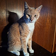 Todd joined the competition — help win amazing prizes! cat, orange_tabby, white_paws, white_chest, wooden_surface, shadow, wooden_wall, indoor, pet, feline, animal, sitting, fur, whiskers, ears, eyes, portrait, domestic_cat, cute, quiet