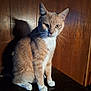 cat, orange_tabby, white_paws, white_chest, wooden_surface, shadow, wooden_wall, indoor, pet, feline, animal, sitting, fur, whiskers, ears, eyes, portrait, domestic_cat, cute, quiet