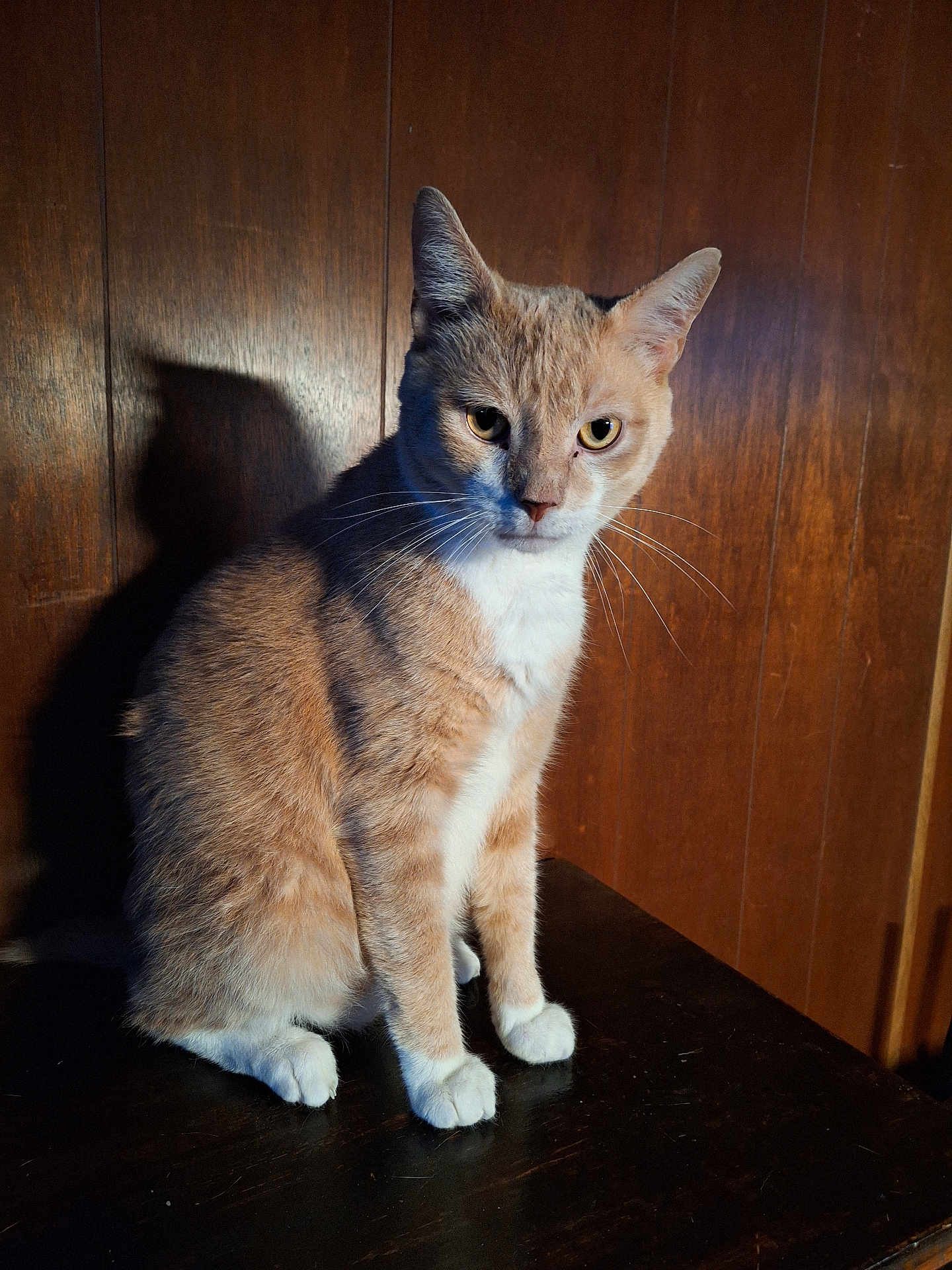 Todd joined the competition — help win amazing prizes! cat, orange_tabby, white_paws, white_chest, wooden_surface, shadow, wooden_wall, indoor, pet, feline, animal, sitting, fur, whiskers, ears, eyes, portrait, domestic_cat, cute, quiet