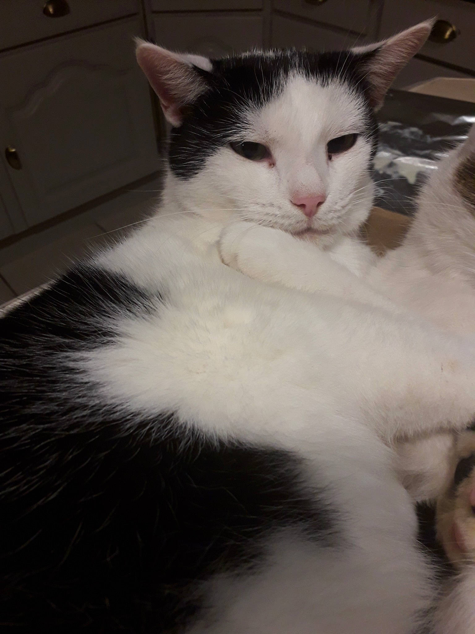 Yoko a rejoint le concours — aidez-le/la à gagner de superbes lots ! carnivore, cat, comfort, domestic_short_haired_cat, door, felidae, fur, monochrome_photography, paw, sky, small_to_medium_sized_cats, snout, tail, whiskers, window