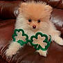 puppy, dog, pomeranian, fluffy, brown_leather_couch, green_glasses, shamrock, st_patricks_day, cute, pet, animal, indoor, small_dog, sitting, fur, adorable, celebration, holiday, accessory, relaxed
