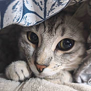 Stella participe au concours pour gagner de l'argent avec cette photo : cat, close_up, blanket, paws, cozy, curious, pet, animal, indoor, fur, whiskers, face, cute, eyes, nap_time, soft, resting, domestic_cat, pattern, comfort