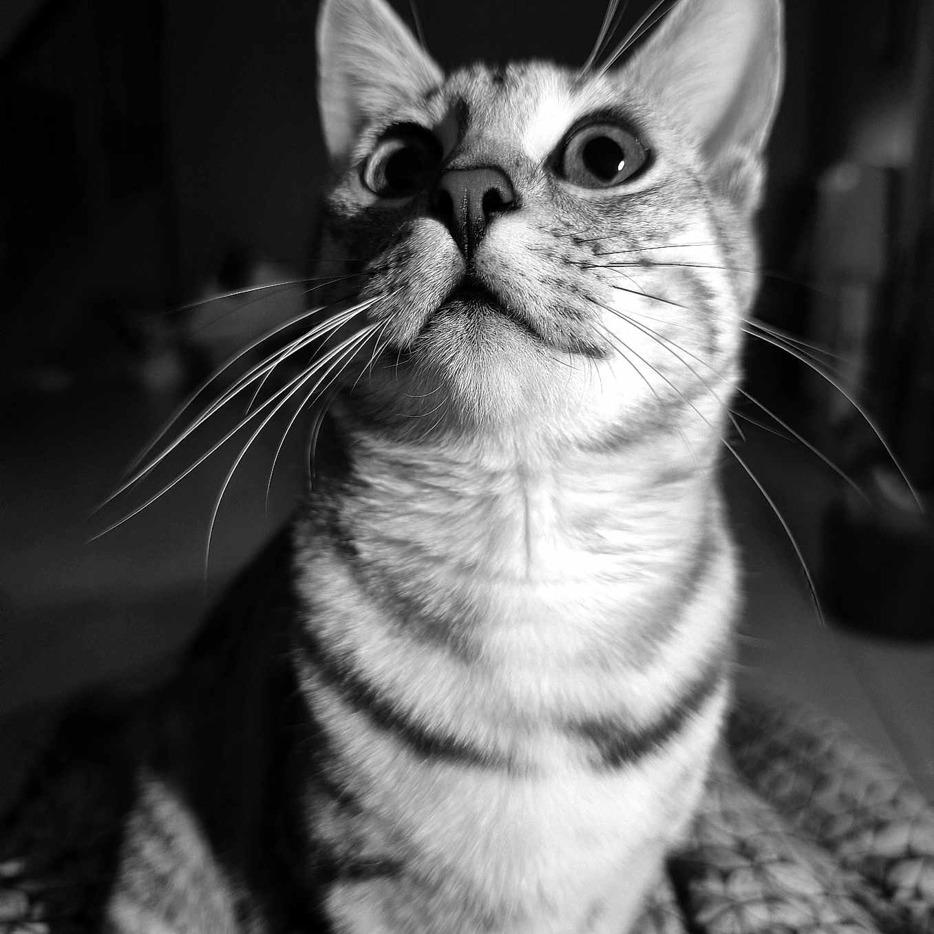 Stella participe au concours pour gagner de l'argent avec cette photo : animal, black_and_white, cat, close_up, cozy, curious, cute, domestic_cat, eyes, face, feline, fur, indoor, patterned_blanket, pet, portrait, sitting, soft_light, striped, whiskers