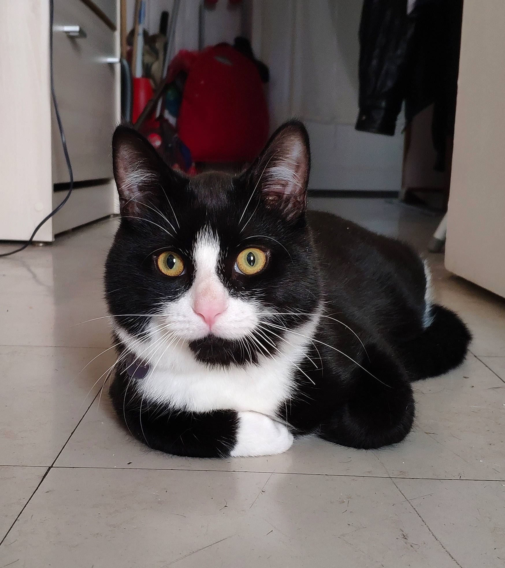 Punky a rejoint le concours — aidez-le/la à gagner de superbes lots ! aegean_cat, american_shorthair, american_wirehair, black_and_white, carnivore, cat, domestic_short_haired_cat, european_shorthair, felidae, fur, kitten, mammal, polydactyl_cat, small_to_medium_sized_cats, snout, tail, whiskers