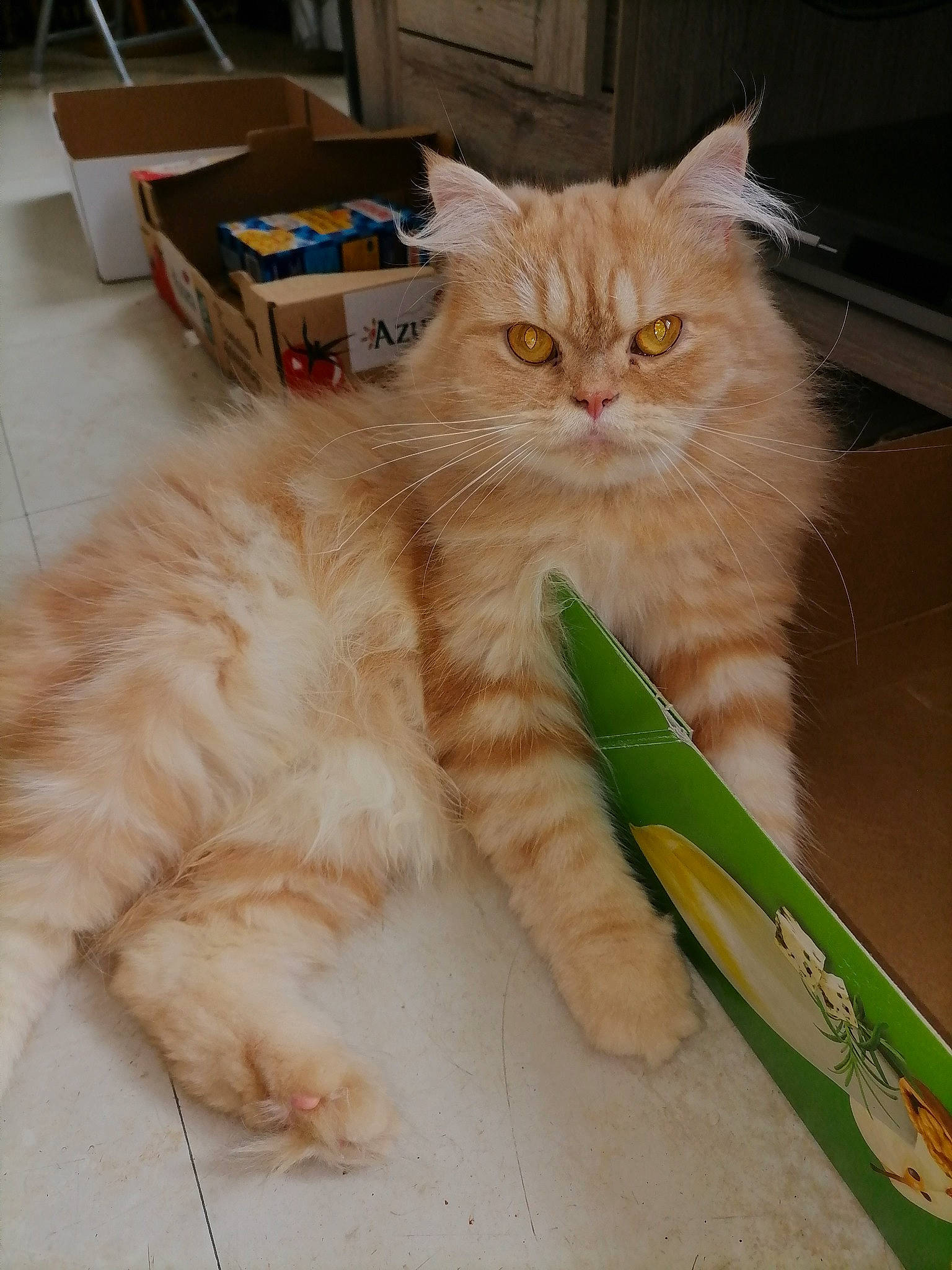 Fluffy a rejoint le concours — aidez-le/la à gagner de superbes lots ! box, carnivore, cat, claw, comfort, domestic_short_haired_cat, fawn, felidae, flooring, fur, hardwood, paw, persian, shipping_box, sitting, small_to_medium_sized_cats, snout, tail, whiskers, wood