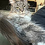 Silou participe au concours pour gagner de l'argent avec cette photo : animal, appliance, cat, closeup, cozy, domestic, ears, feline, fluffy, furniture, gray_fur, home, indoor, kitchen, pet, portrait, relaxed, soft_fur, tabby, whiskers
