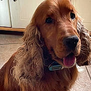 Toby a rejoint le concours — aidez-le/la à gagner de superbes lots ! dog, cocker_spaniel, golden, pet, animal, portrait, sitting, happy, tongue_out, floppy_ears, long_hair, collar, indoors, kitchen, floor, cabinet, tile, warm_lighting, close_up, photography