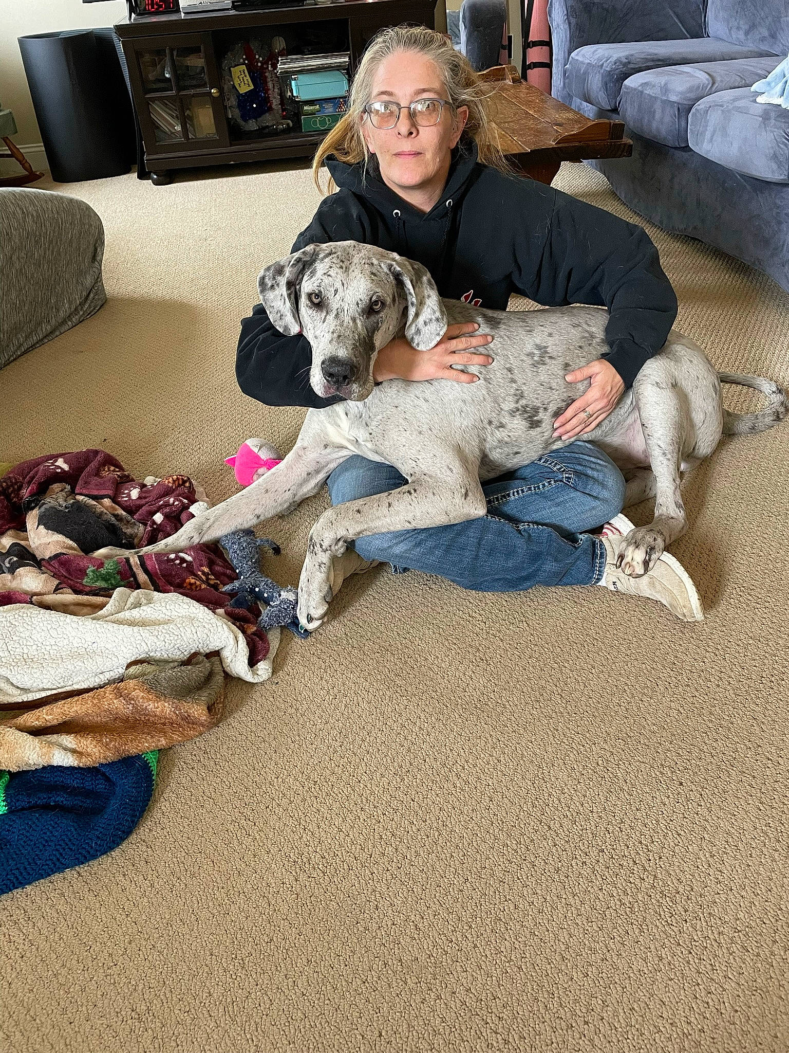 Ivy joined the competition — help win amazing prizes! canidae, carnivore, carpet, comfort, companion_dog, couch, dog, dog_breed, fawn, flooring, fur, lap, linens, living_room, nap, non_sporting_group, room, sitting, sporting_group, working_animal