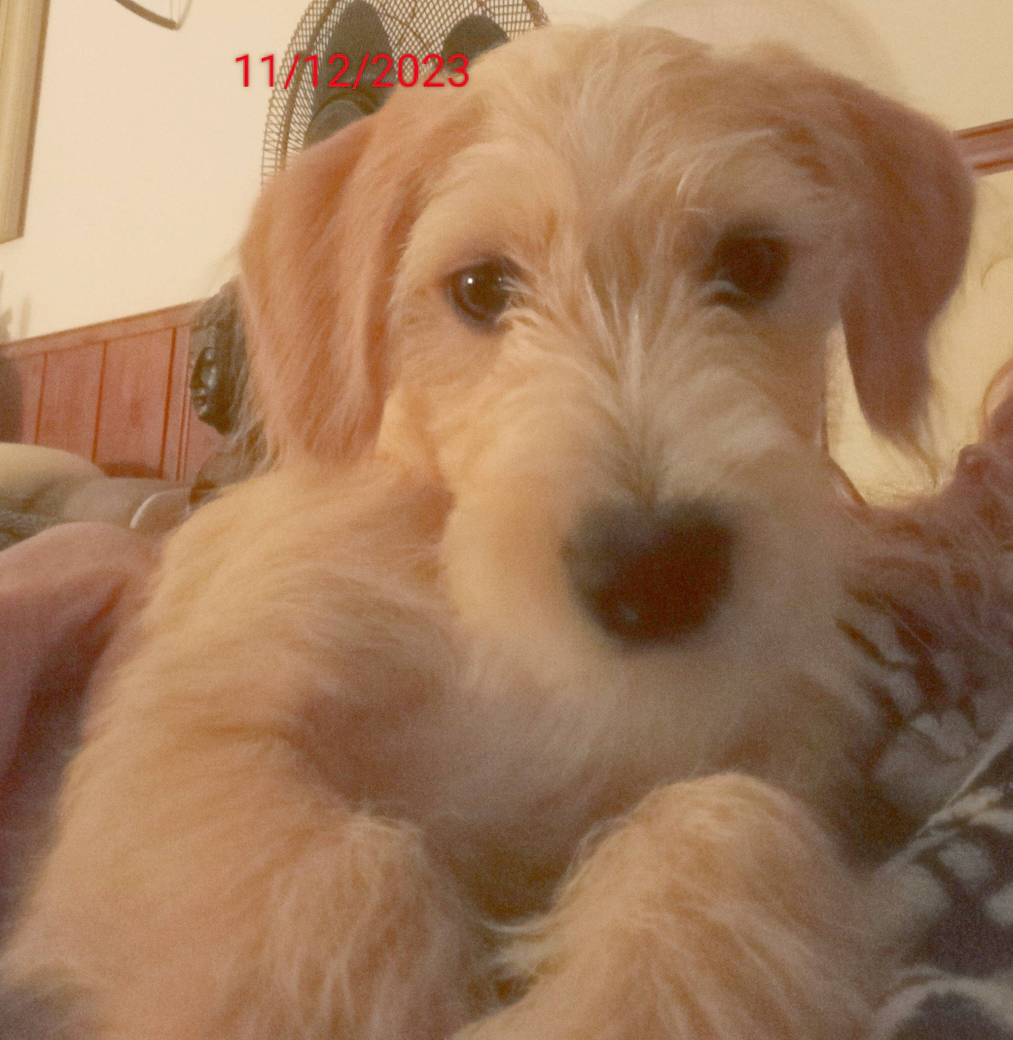 Isis a rejoint le concours — aidez-le/la à gagner de superbes lots ! canidae, carnivore, cloud, comfort, companion_dog, dog, dog_breed, fur, labradoodle, liver, maltepoo, paw, puppy, small_terrier, snout, sporting_group, terrier, toy_dog, water_dog, working_animal