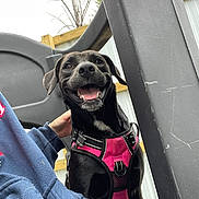 Love is registered to the contest to win money with this photo: dog, black_dog, pink_harness, smiling, happy, outdoor, person, blue_sweatshirt, plastic_chair, wooden_fence, tree, cloudy_sky, pet, animal, canine, leisure, daylight, collar, tongue, sitting