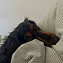 Vegas a rejoint le concours — aidez-le/la à gagner de superbes lots ! animal, black_and_tan, calm, close_up, companion, cozy, cute, dog, eyes, fabric, face, fur, indoor, pet, pillow, relaxation, resting, snout, soft, striped