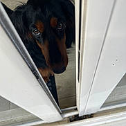 Vegas a rejoint le concours — aidez-le/la à gagner de superbes lots ! animal, black_and_brown, close_up, curious, dog, door, ears, expression, eyes, face, fur, home, indoors, looking, nose, peeking, pet, sliding_door, waiting, wooden_floor