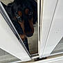 animal, black_and_brown, close_up, curious, dog, door, ears, expression, eyes, face, fur, home, indoors, looking, nose, peeking, pet, sliding_door, waiting, wooden_floor