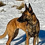 dog, belgian_malinois, snow, outdoor, animal, pet, canine, leash, collar, fur, ears, alert, standing, winter, nature, mammal, portrait, daylight, shadow, brown