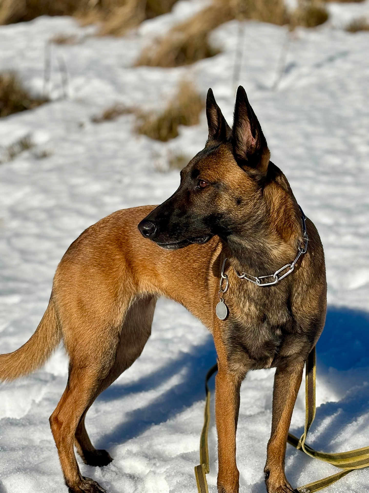 Mia a rejoint le concours — aidez-le/la à gagner de superbes lots ! dog, belgian_malinois, snow, outdoor, animal, pet, canine, leash, collar, fur, ears, alert, standing, winter, nature, mammal, portrait, daylight, shadow, brown
