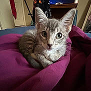 Astray is registered to the contest to win money with this photo: kitten, cat, gray_tabby, bedroom, blanket, purple_blanket, cozy, fur, pet, animal, indoor, curious, wide_eyes, ears, resting, looking_at_camera, soft_light, furniture, clothing, home