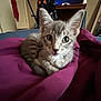 kitten, cat, gray_tabby, bedroom, blanket, purple_blanket, cozy, fur, pet, animal, indoor, curious, wide_eyes, ears, resting, looking_at_camera, soft_light, furniture, clothing, home