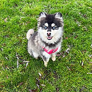 Nala a rejoint le concours — aidez-le/la à gagner de superbes lots ! adorable, animal, canine, cute, dog, eyes, fluffy, friendly, fur, grass, greenery, happy, nature, outdoor, pet, pink_harness, playful, puppy, sitting, young
